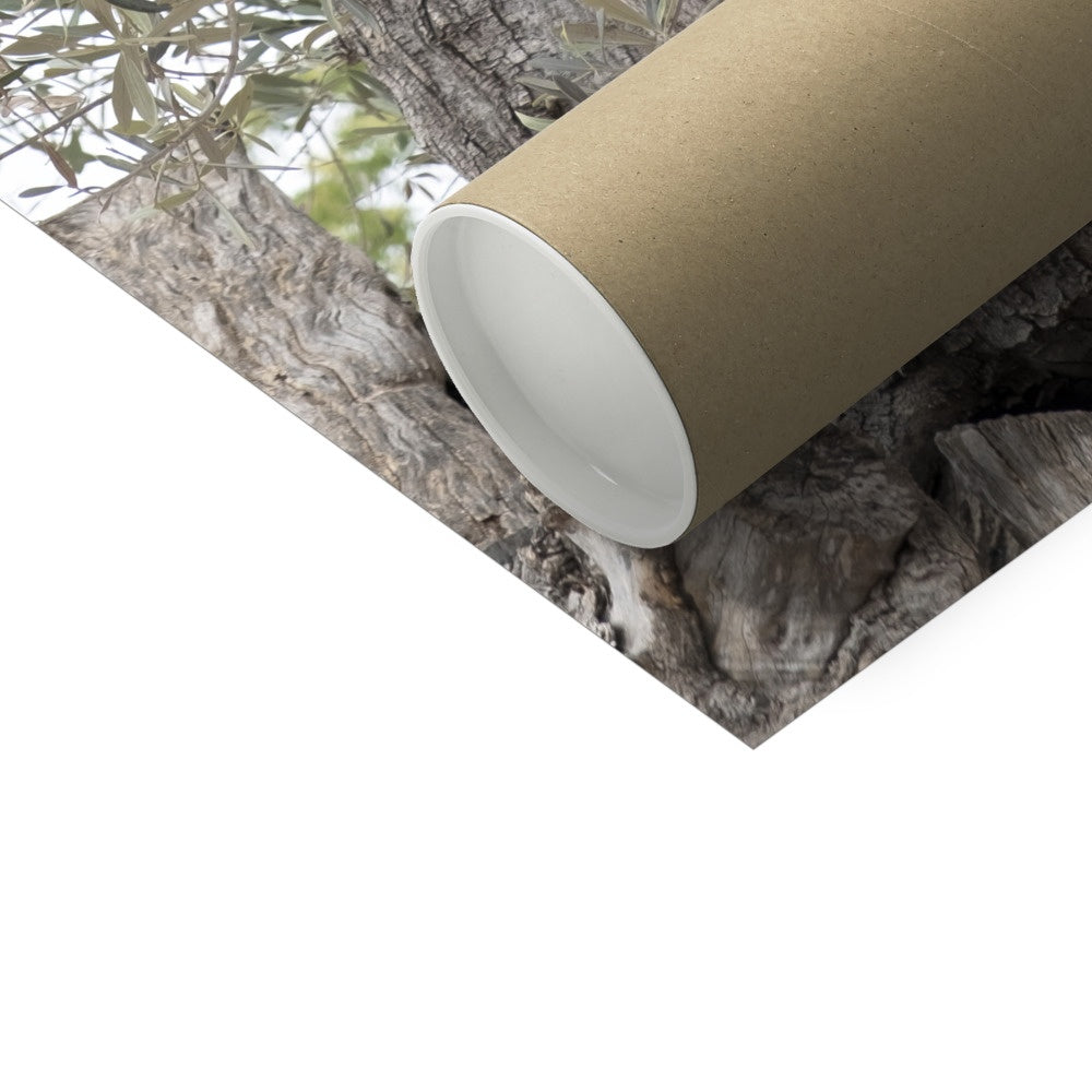 Olive Tree Hahnemühle German Etching Print